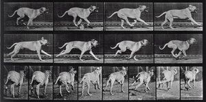 Perro corriendo, placa 707 de 